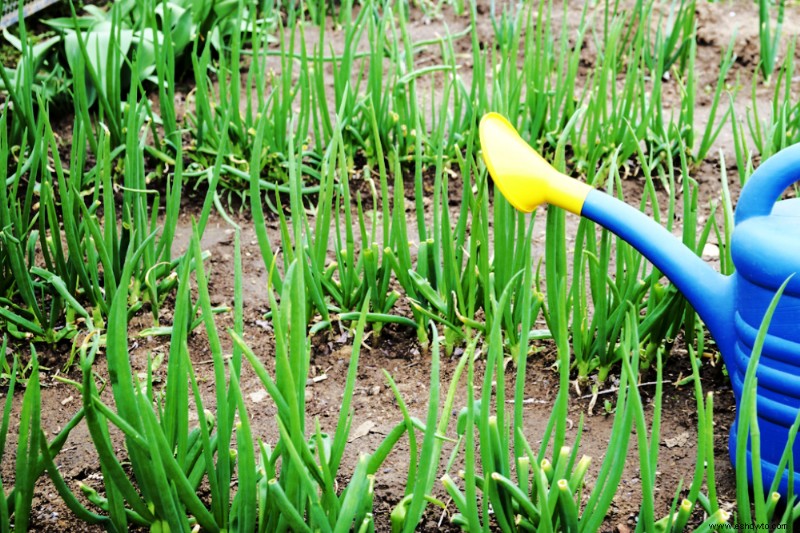 Cómo cultivar cebollas verdes