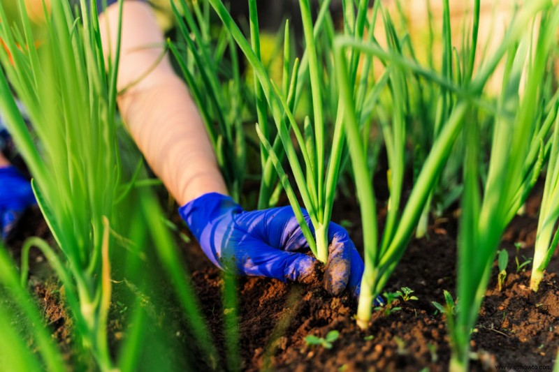 Cómo cultivar cebollas verdes