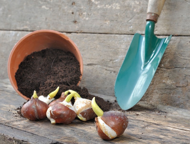 Cómo cultivar bulbos en interiores