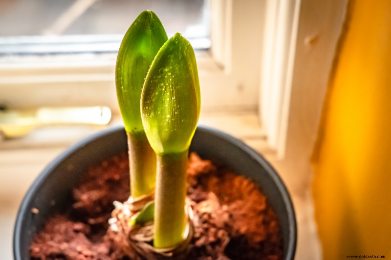 Cómo cultivar bulbos en interiores