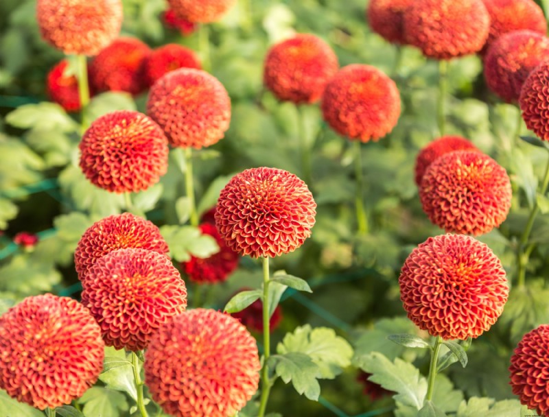 15 tipos de crisantemos para tus jardines