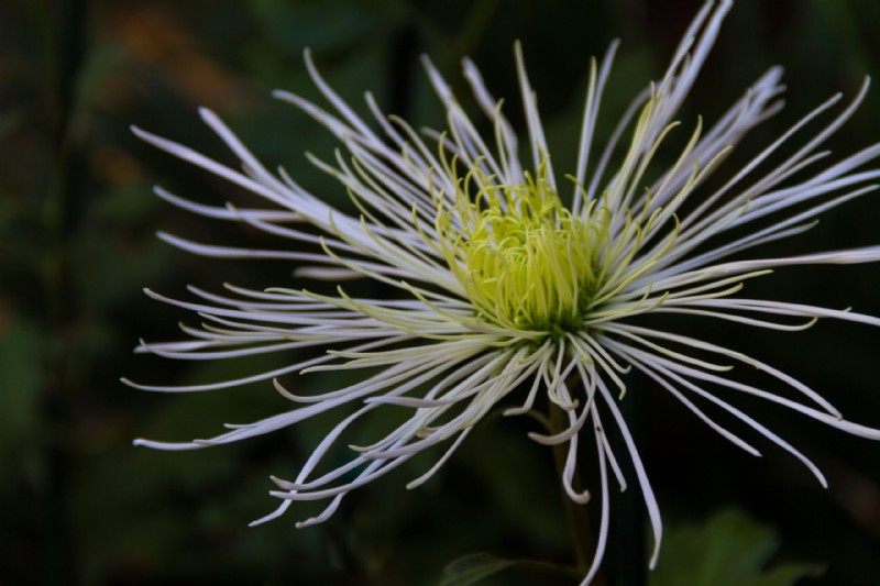 15 tipos de crisantemos para tus jardines