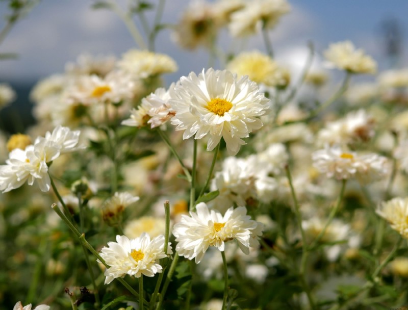 15 tipos de crisantemos para tus jardines