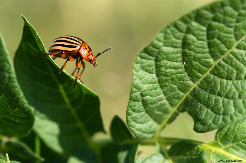 8 tipos de plagas de jardín más comunes en otoño