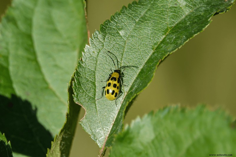 8 tipos de plagas de jardín más comunes en otoño