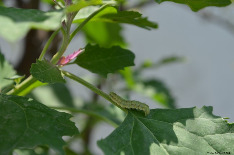 8 tipos de plagas de jardín más comunes en otoño