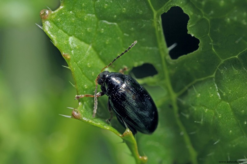 8 tipos de plagas de jardín más comunes en otoño