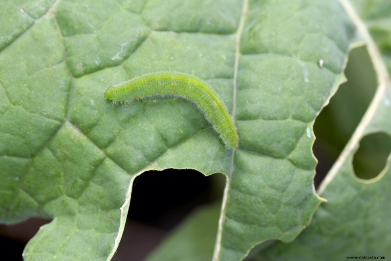8 tipos de plagas de jardín más comunes en otoño