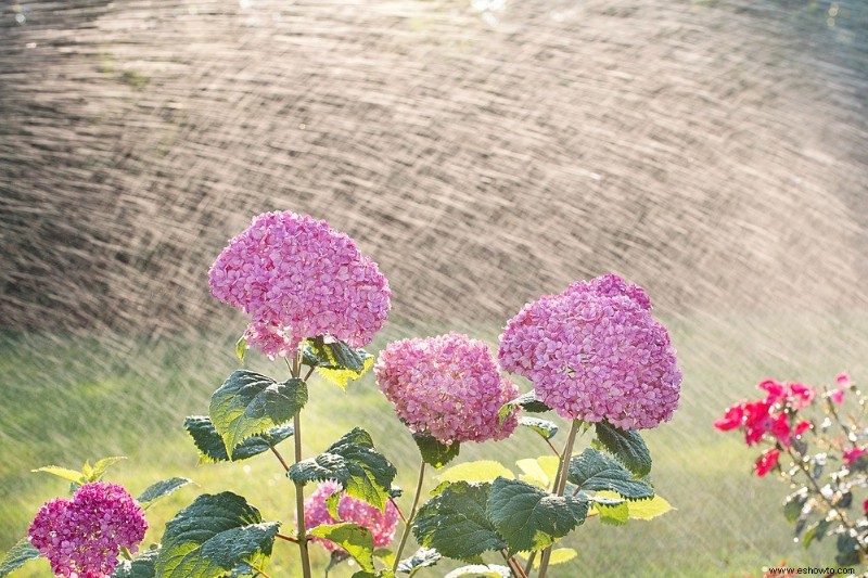 6 consejos para cuidar sus hortensias en otoño