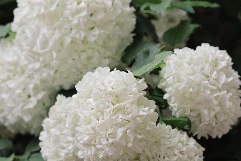 6 consejos para cuidar sus hortensias en otoño