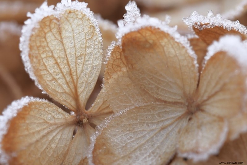 6 consejos para cuidar sus hortensias en otoño