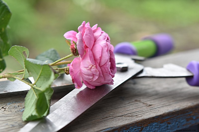 Todo lo que necesita saber sobre la poda de rosas