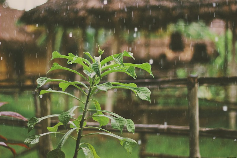 5 razones por las que el otoño es el momento perfecto para plantar en tu jardín