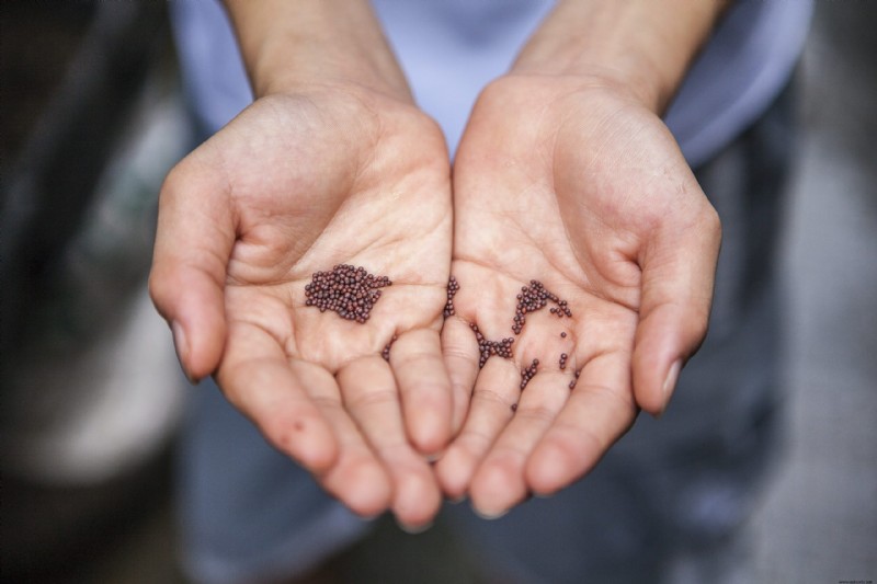 5 razones por las que el otoño es el momento perfecto para plantar en tu jardín