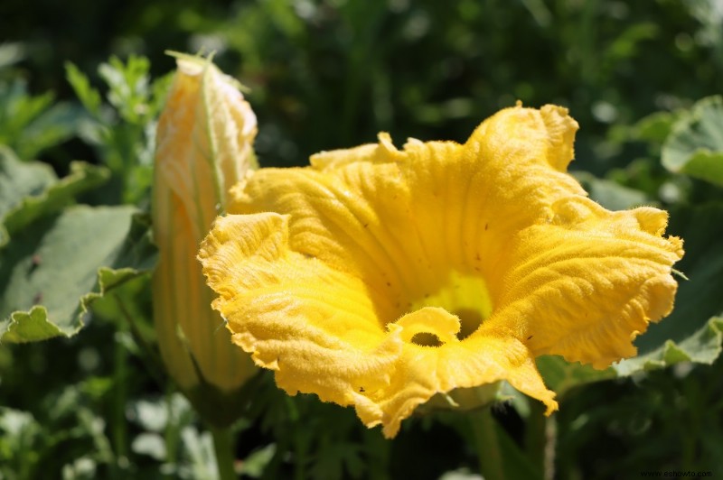 Por qué sus plantas de calabacín tienen flores pero no frutos