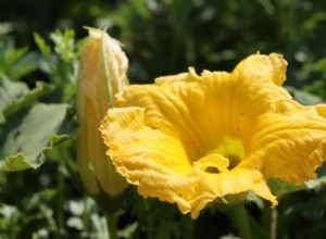 Por qué sus plantas de calabacín tienen flores pero no frutos