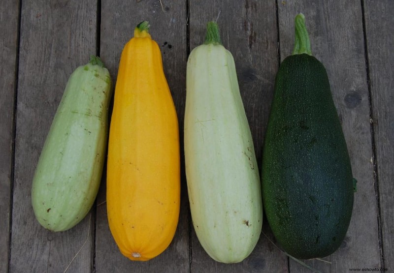 Por qué sus plantas de calabacín tienen flores pero no frutos