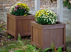 Guía Completa para Cultivar Crisantemos en Macetas: Consejos Expertos