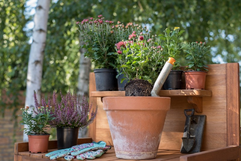 Cómo cultivar crisantemos en contenedores