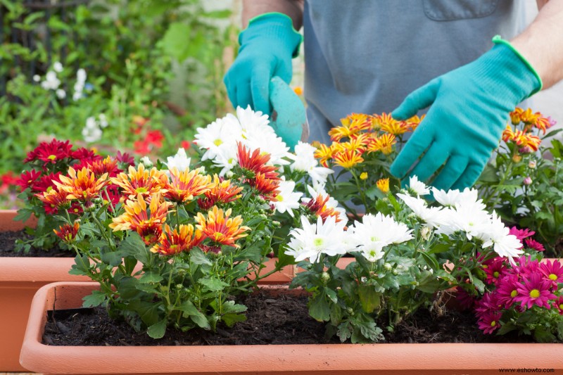 Cómo cultivar crisantemos en contenedores