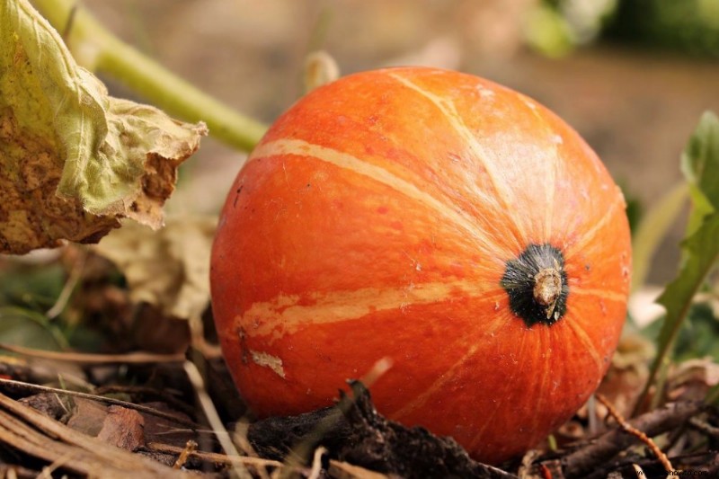 ¿El vinagre evita que las calabazas se pudran?