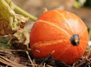 ¿El vinagre previene la pudrición de las calabazas? Trucos expertos para Halloween