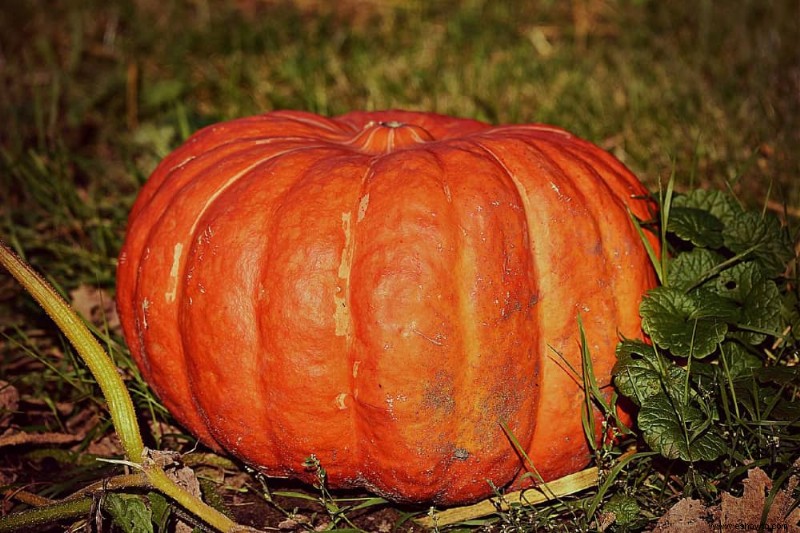 ¿El vinagre evita que las calabazas se pudran?