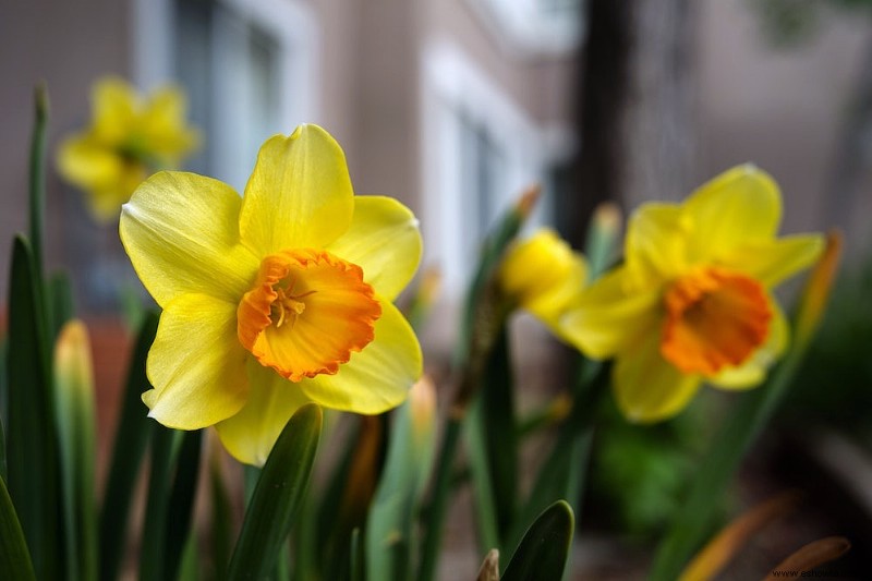 Cómo y cuándo plantar bulbos de narcisos