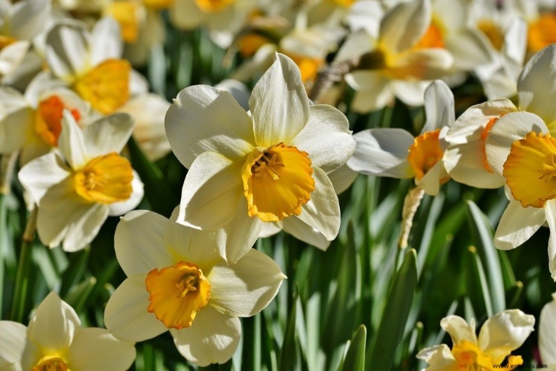 Cómo y cuándo plantar bulbos de narcisos