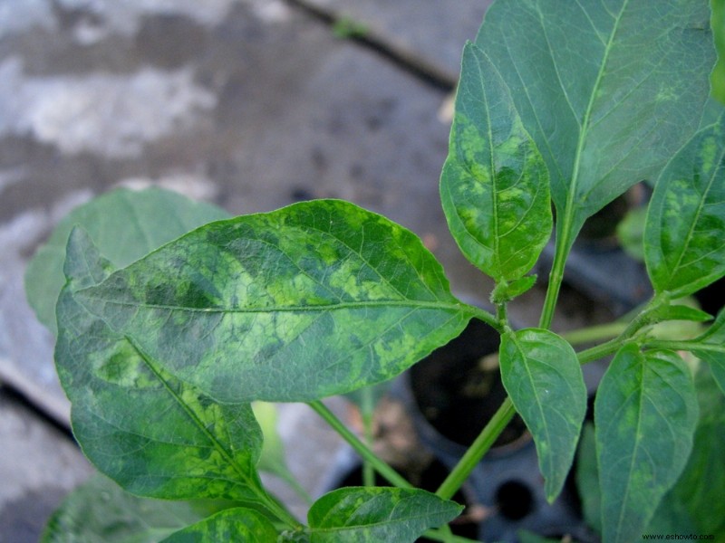 ¿Se pueden compostar las plantas de tomate?