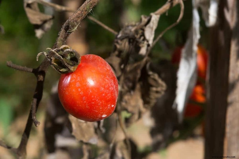¿Se pueden compostar las plantas de tomate?