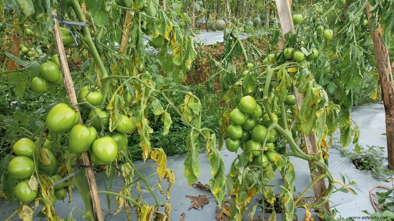 ¿Se pueden compostar las plantas de tomate?