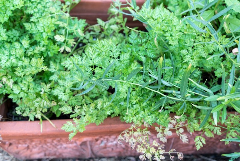 Cómo cultivar epazote en su jardín de hierbas