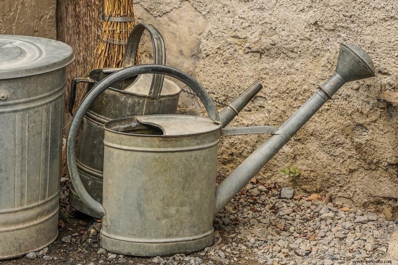 Cómo cultivar epazote en su jardín de hierbas