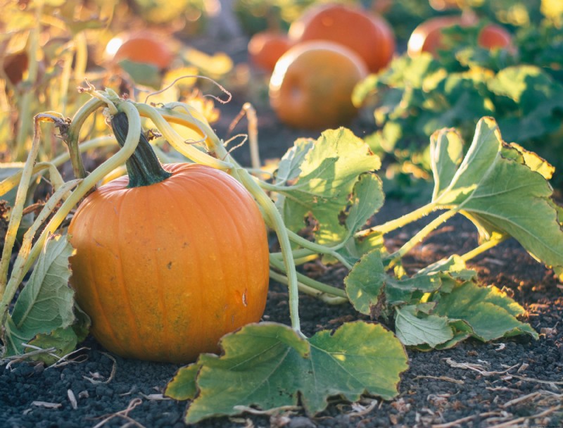 Cómo podar plantas de calabaza