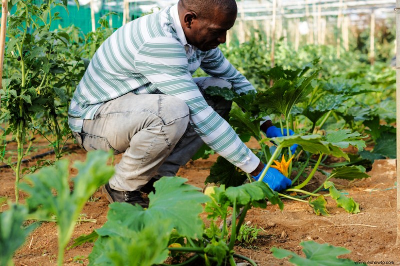 Cómo podar plantas de calabaza