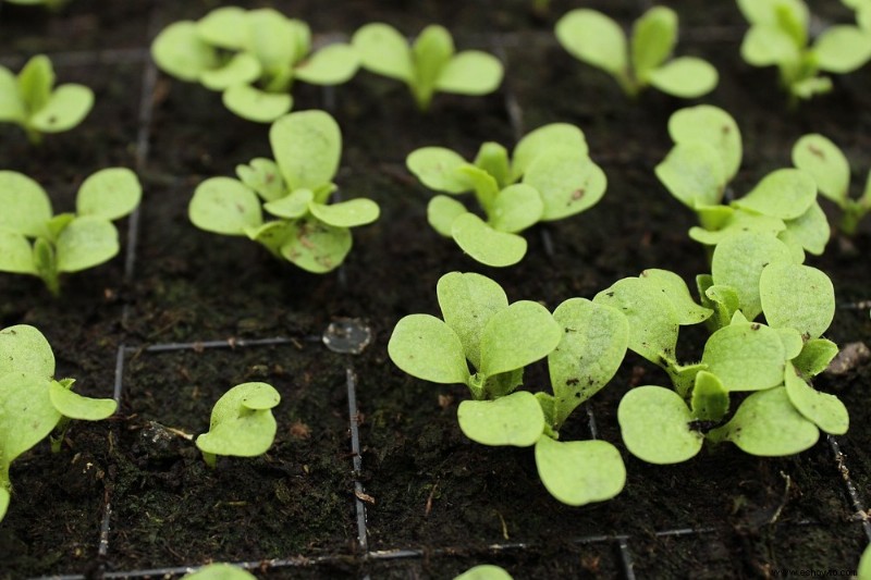 7 consejos para plantar un huerto de otoño