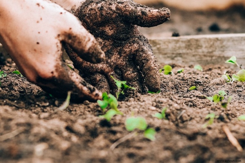 7 consejos para plantar un huerto de otoño