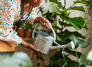 Cómo Usar Macetas sin Orificios de Drenaje: Guía Experta para Plantas de Interior Saludables