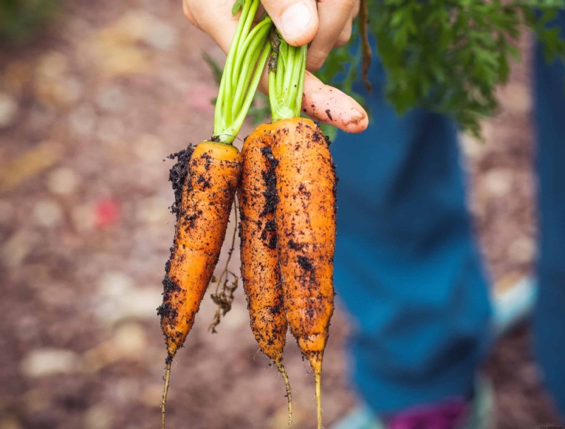 Las mejores plantas complementarias para el huerto de otoño