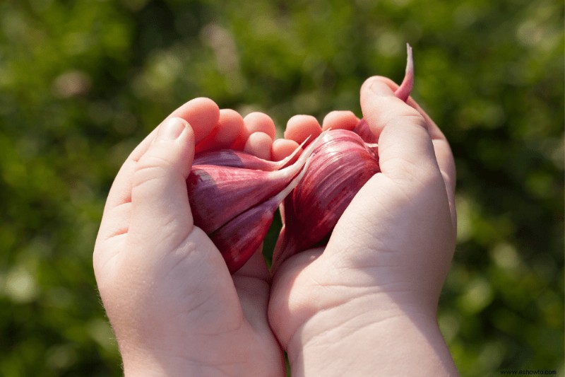 Las mejores plantas complementarias para el huerto de otoño