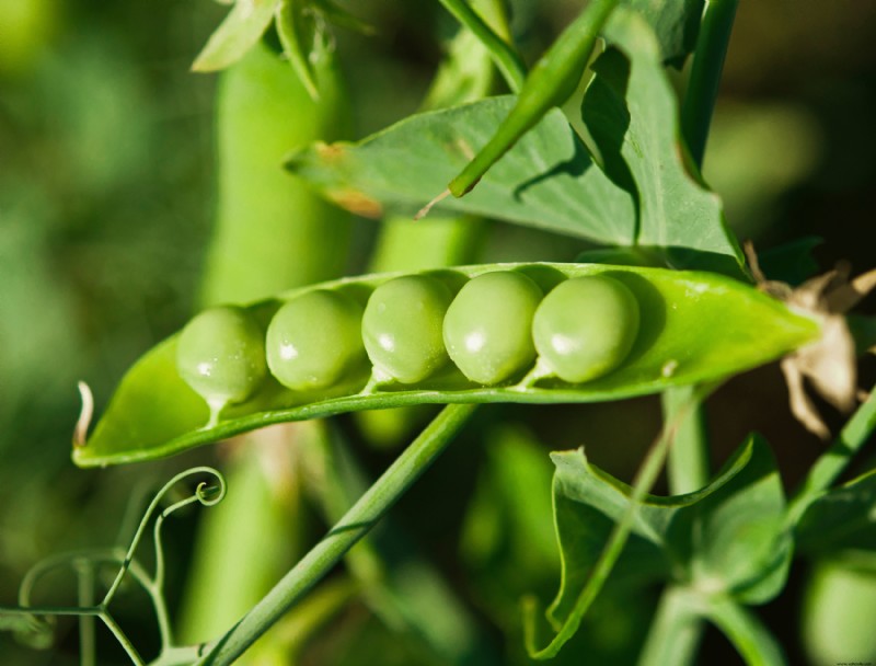 Las mejores plantas complementarias para el huerto de otoño