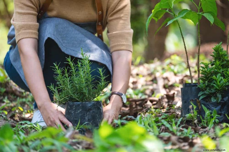 Las mejores plantas complementarias para el huerto de otoño