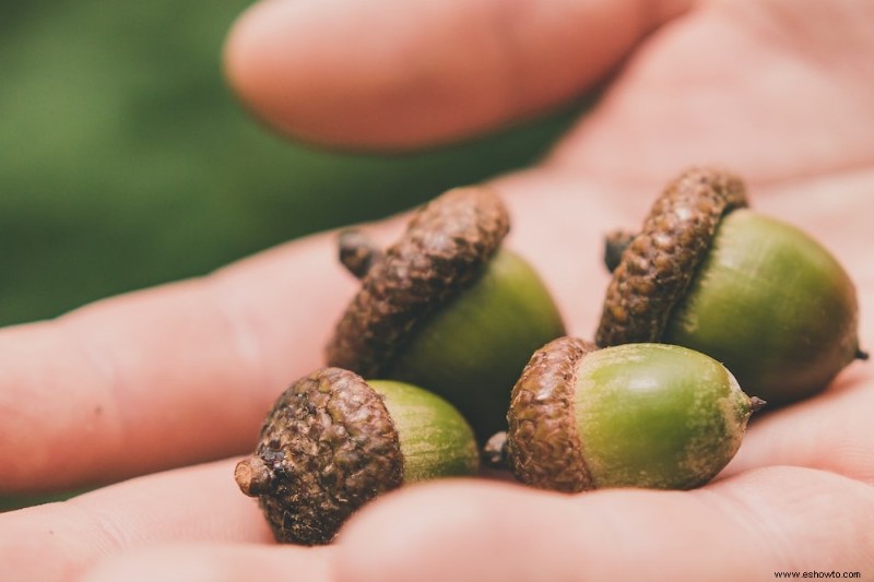 6 formas de mantener a las ardillas alejadas de las plantas en macetas