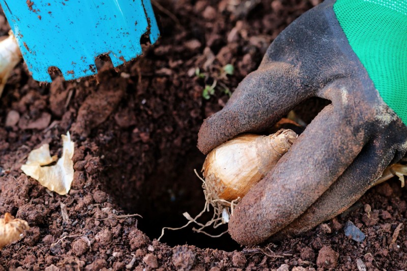 Evite estos errores comunes al plantar bulbos de otoño