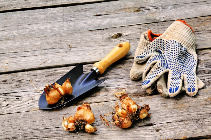 Evite estos errores comunes al plantar bulbos de otoño