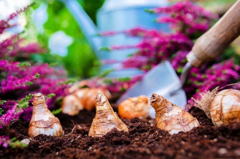 Evite estos errores comunes al plantar bulbos de otoño