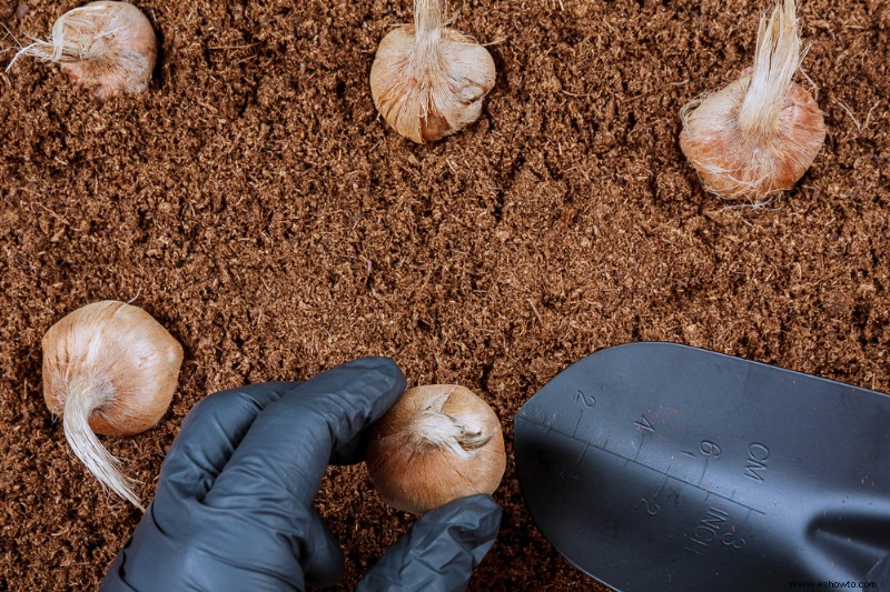 Evite estos errores comunes al plantar bulbos de otoño