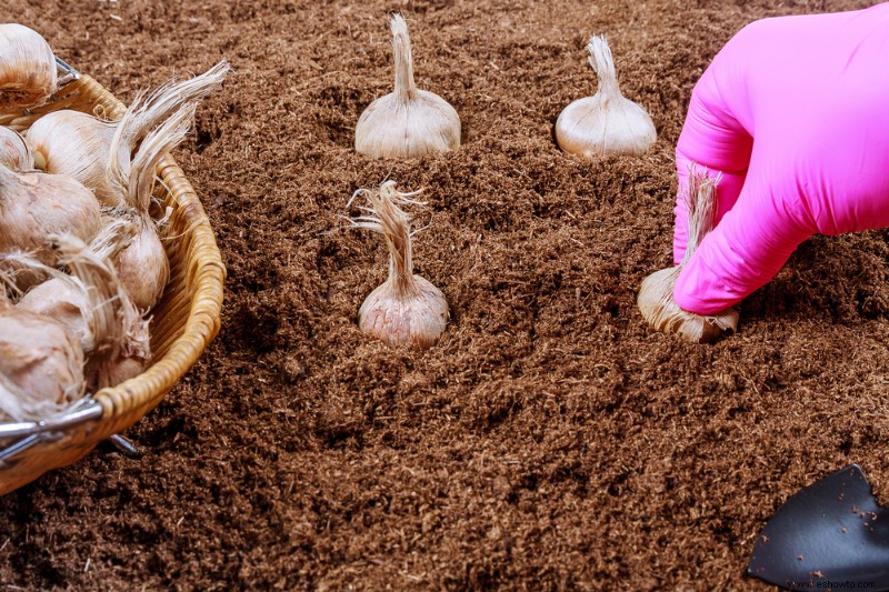 Evite estos errores comunes al plantar bulbos de otoño