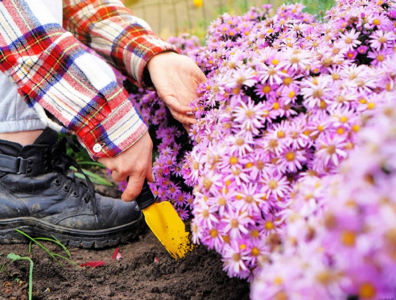 Las 6 plantas perennes más hermosas que florecen en otoño